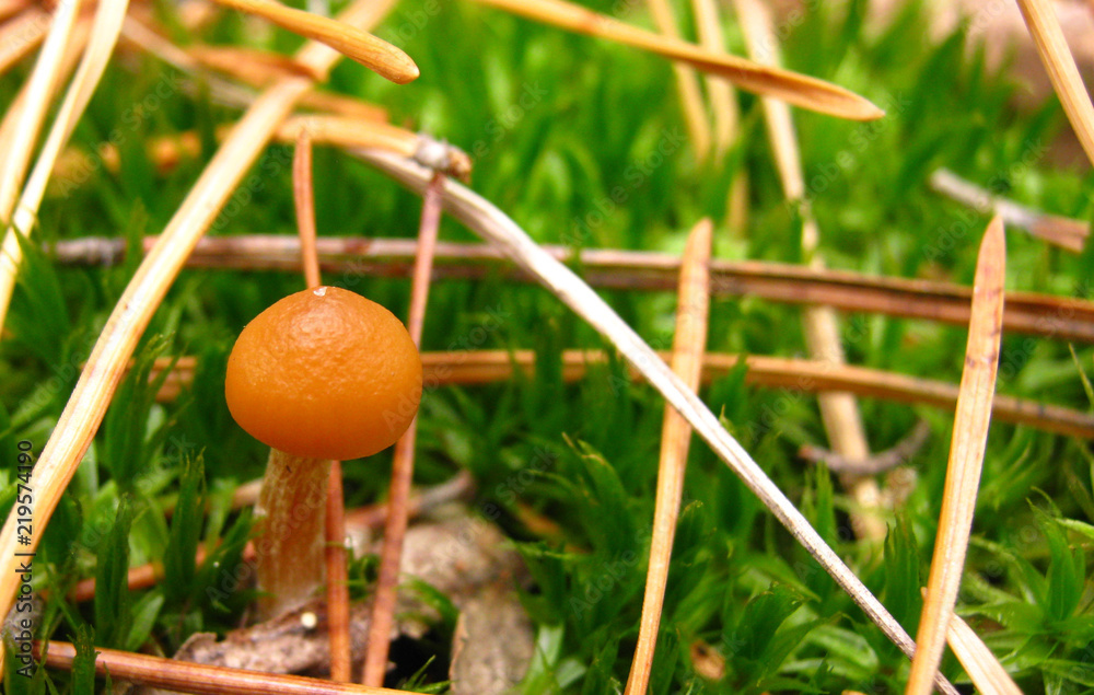 Very small mushroom in the forest in moss