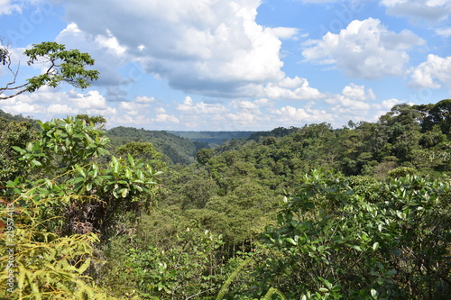 Over the Rainforest