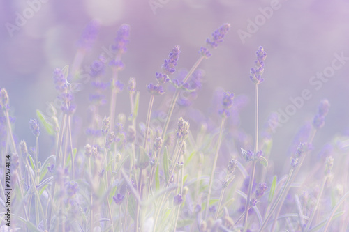 Lavendel im Dunst, romantisch