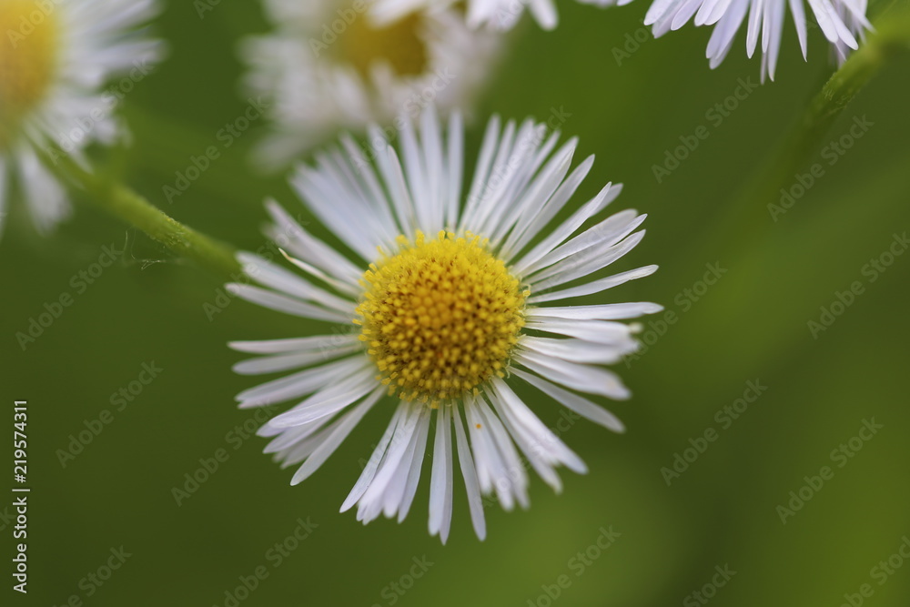 Obraz premium Annual white top eastern daisy fleabane