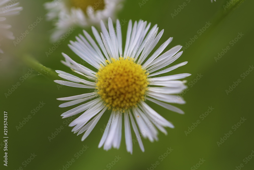 Annual white top eastern daisy fleabane Annual white top eastern daisy fleabane