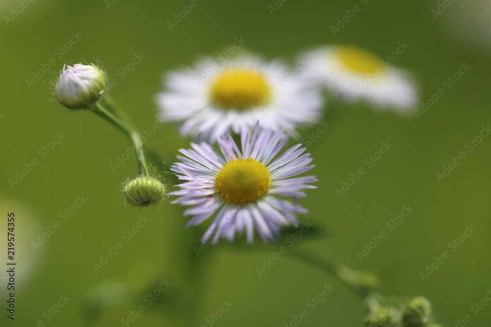 Annual white top eastern daisy fleabane Annual white top eastern daisy fleabane