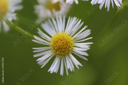 Fototapeta Naklejka Na Ścianę i Meble -  Annual white top eastern daisy fleabane
