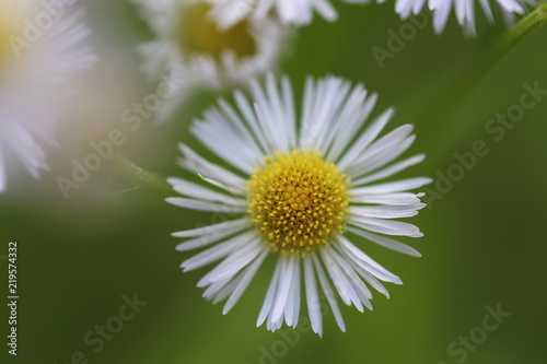 Annual white top eastern daisy fleabane