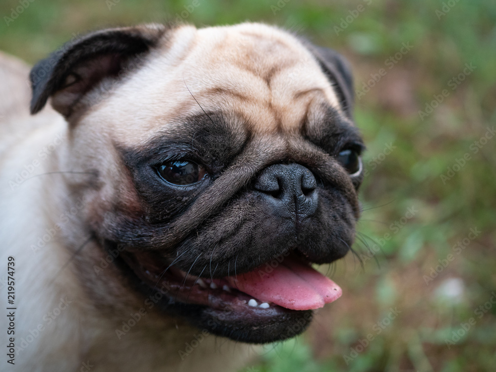 cute close-up shot of pug dog muzzle