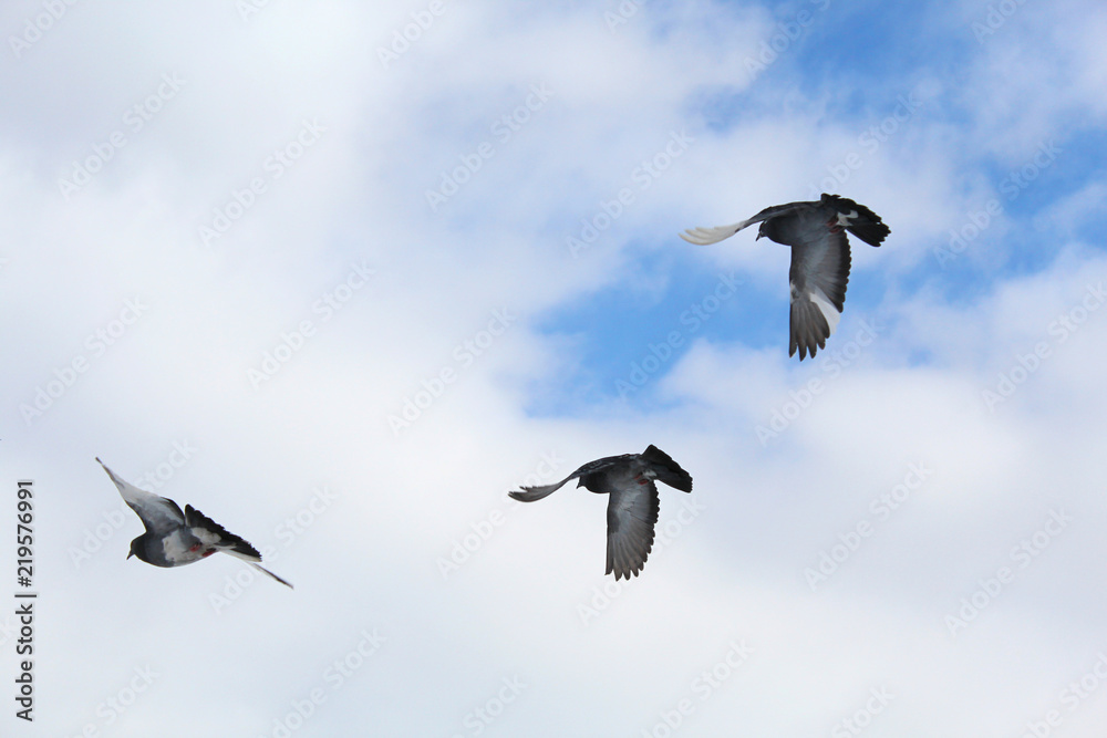 Obraz premium Pigeon against the blue sky