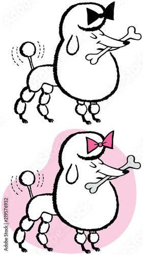 A female poodle holding a bone in her mouth. 