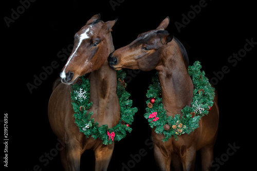 Two bay horses with christmas wreath isolated on black background