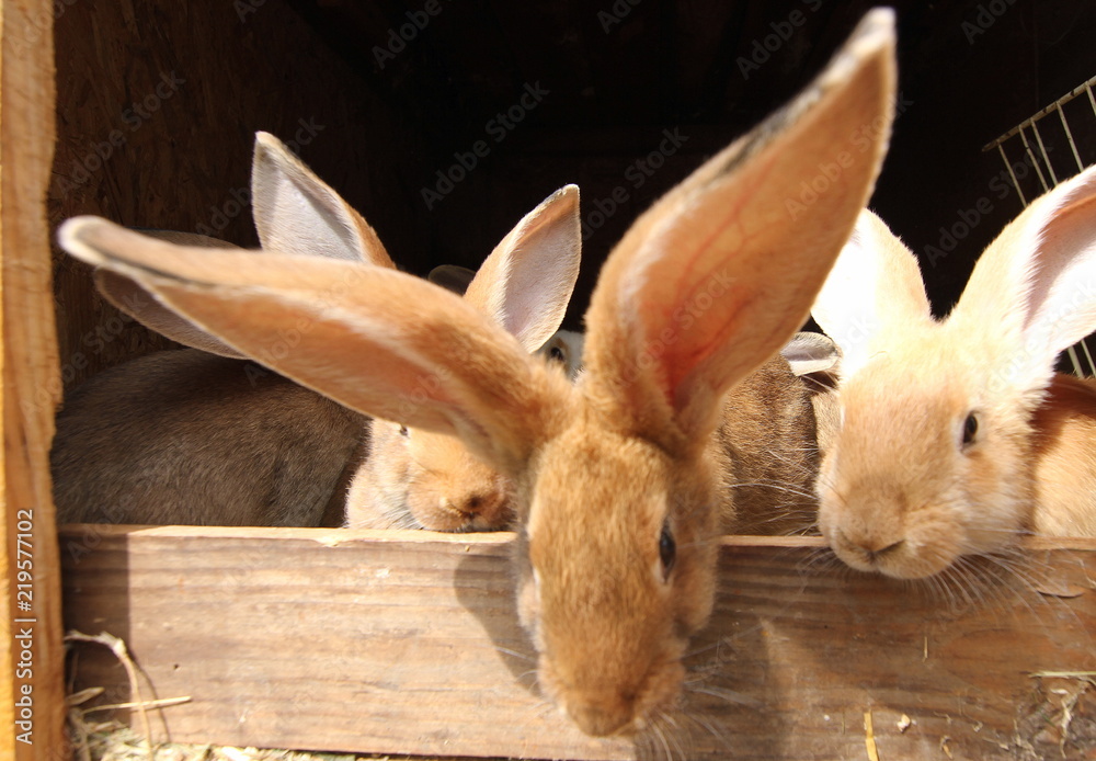 hodowla królików Stock Photo | Adobe Stock