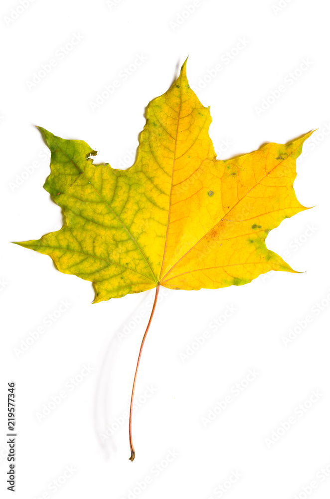 Fototapeta premium autumn fallen maple leave isolated on white background, cut out with clipping path