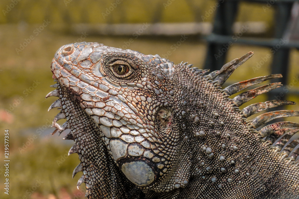 Obraz premium Natural