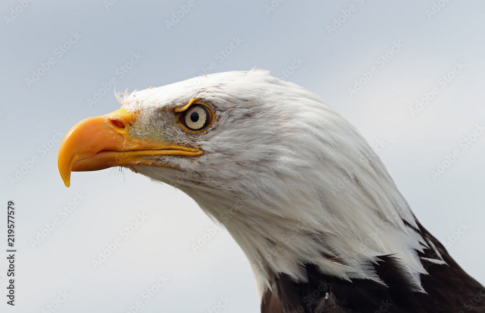 Close up of a Bald Eagle Close up of a Bald Eagle