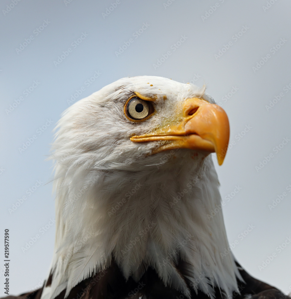 Fototapeta premium Close up of a Bald Eagle 