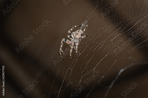 Spider Araneus (garden-spider) kind araneomorph spiders of the family of Orb-web spiders (Araneidae) on the web