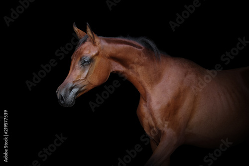 Portrait of a beautiful bay arabian horse isolated on black background