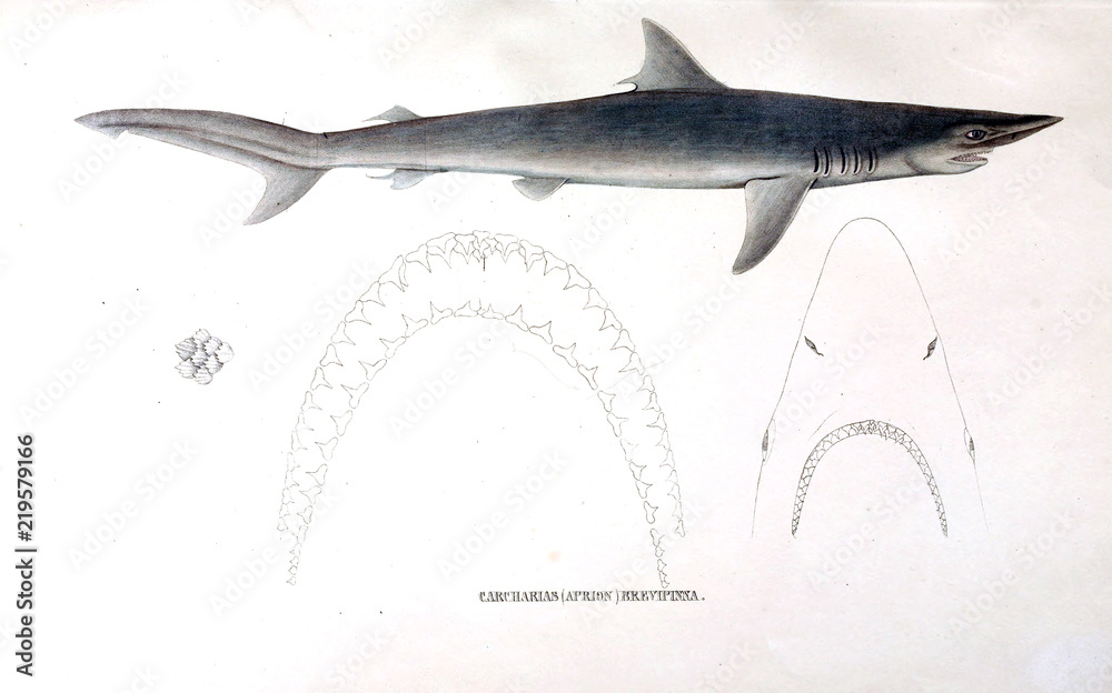 Naklejka premium Illustration of animal