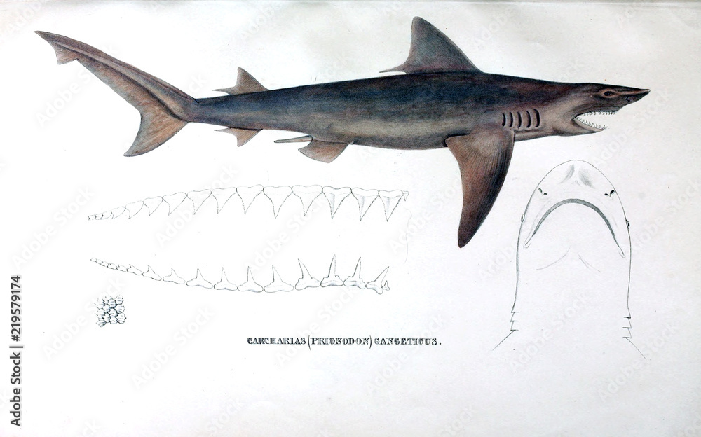 Naklejka premium Illustration of animal