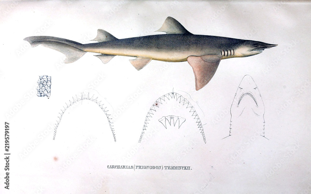 Naklejka premium Illustration of animal