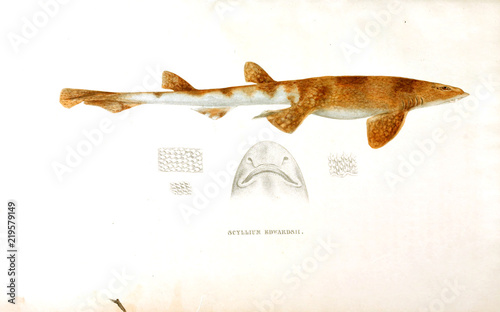 Illustration of the animal. photo