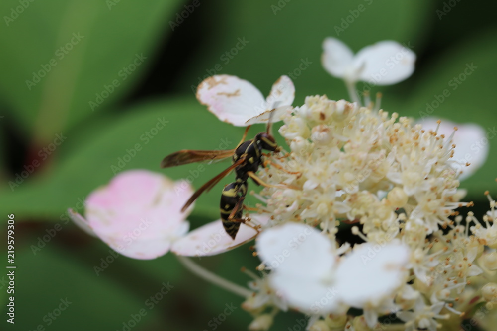 Hornet bee on a hydrangea plant Hornet bee on a hydrangea plant
