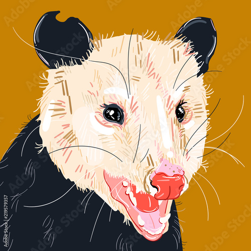 Opossum photo