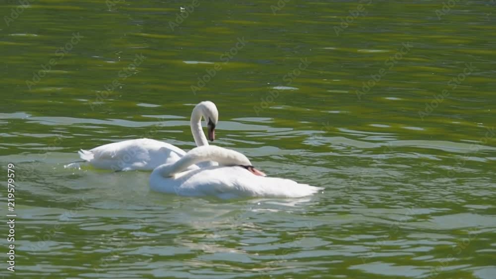 A pair of white swans clean their feathers.