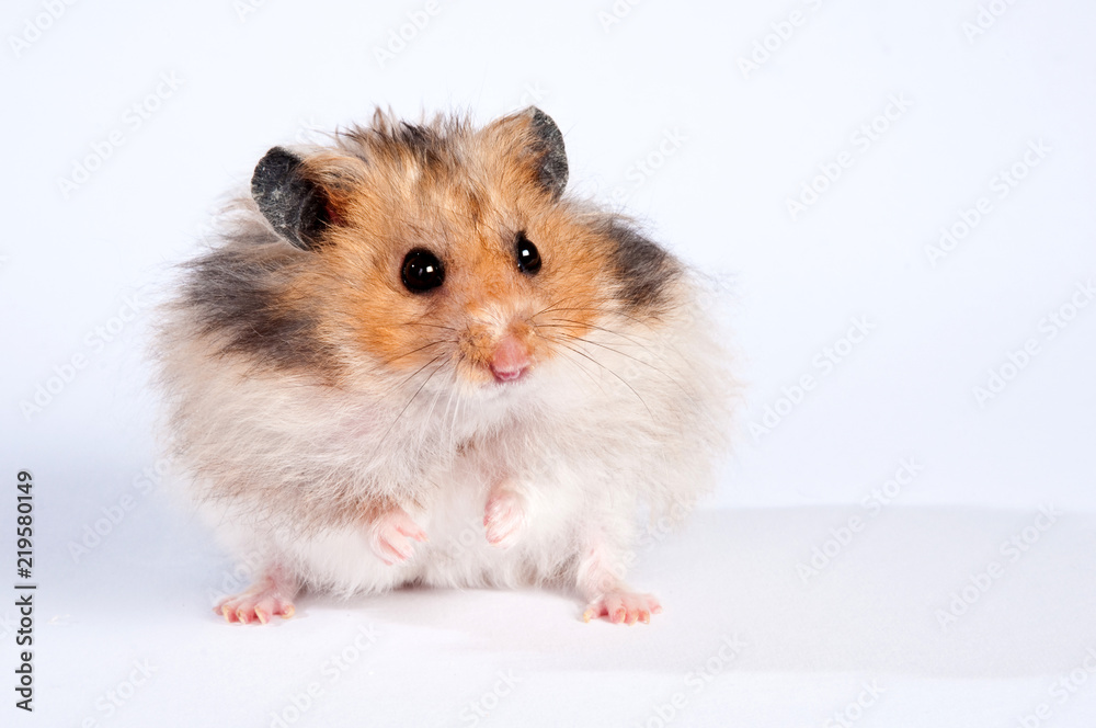 Hamster Hamster
