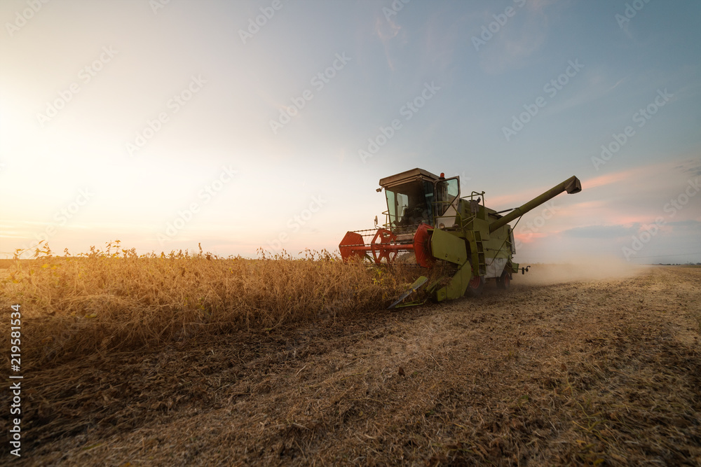 Fototapeta premium Harvesting of soybean field with combine