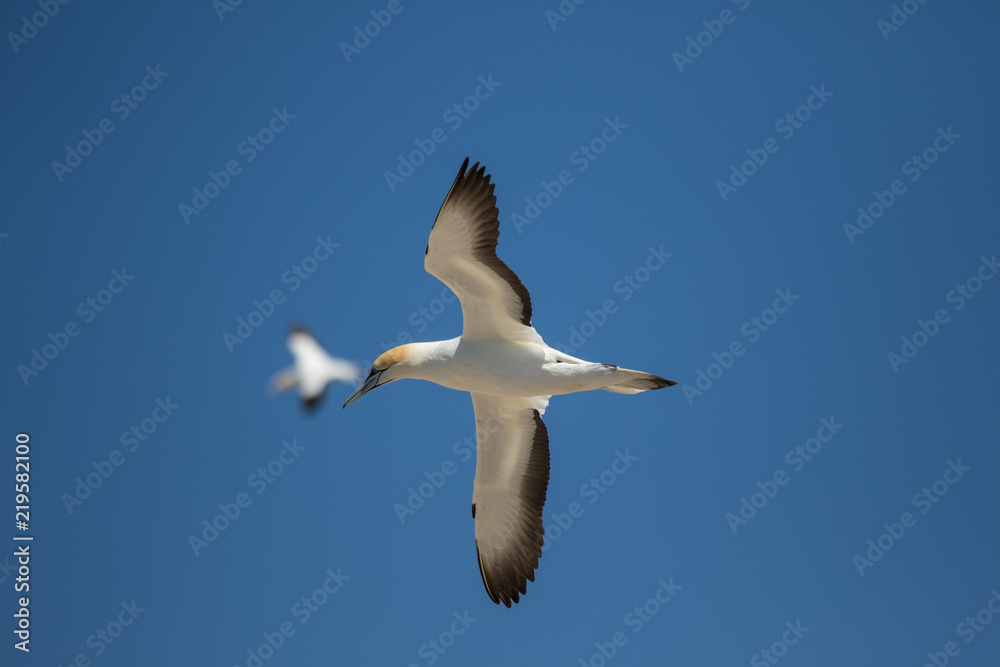 Obraz premium Vogel im Flug