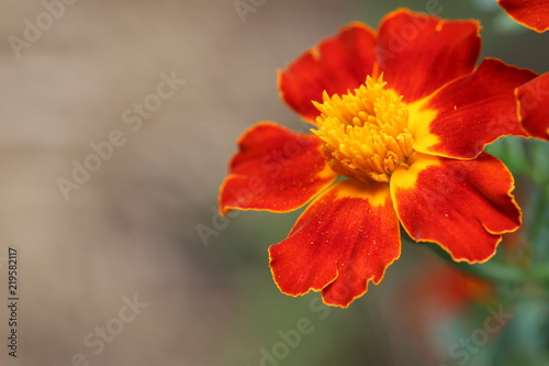 A macro picture of orange and gold marigolds