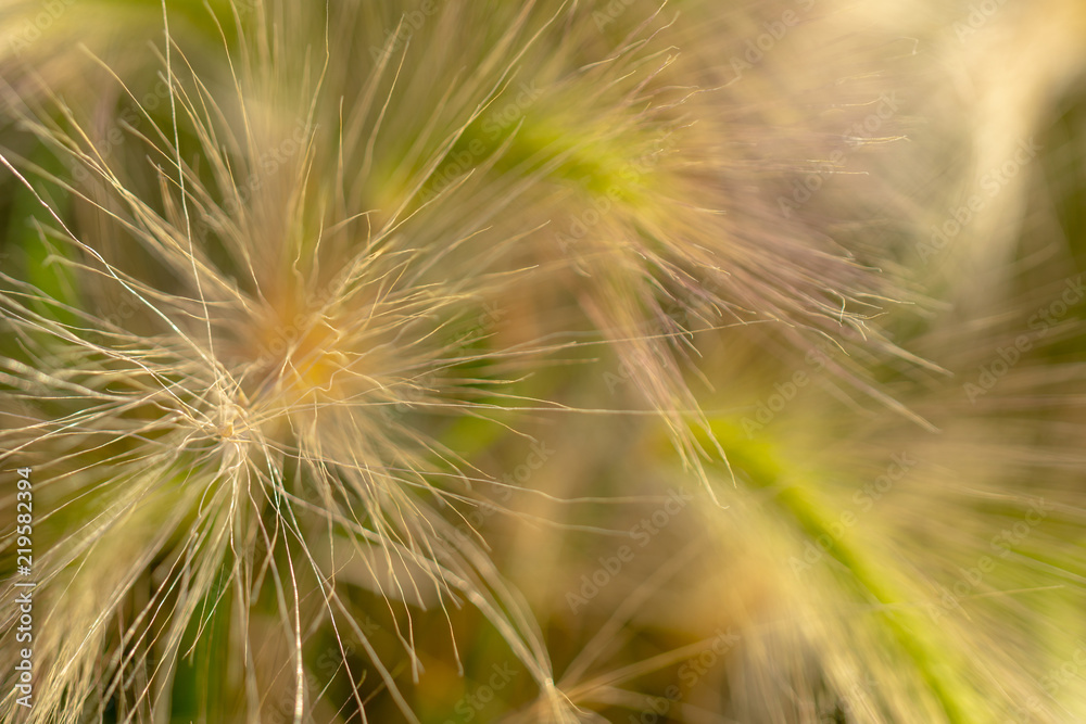 Fototapeta premium Yellow ears of wild grass.