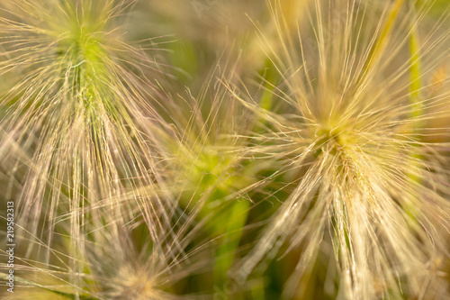 Yellow ears of wild grass.