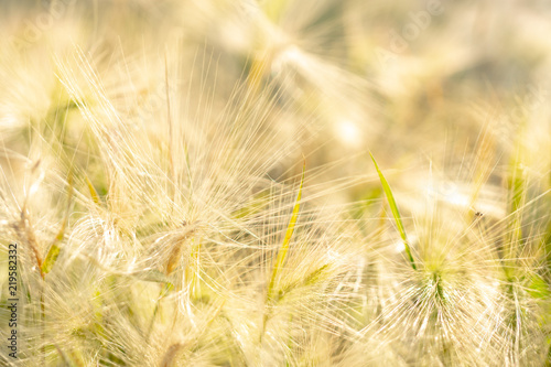 Yellow ears of wild grass.