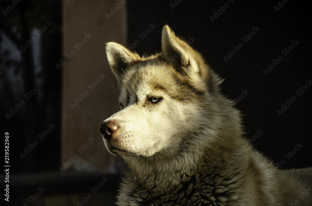 Husky on a dark summer background.