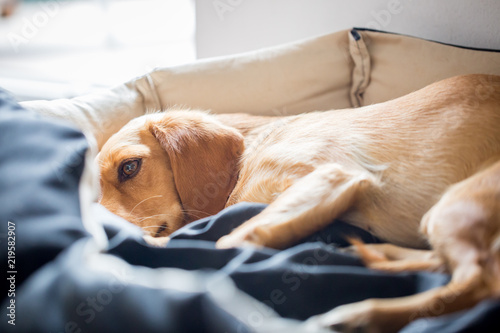 Sick dog rests in the pelvis after surgery, looking tired