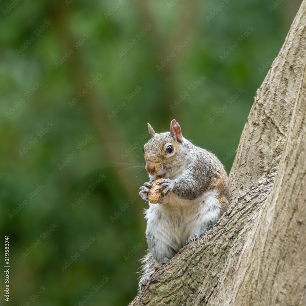Eastern Grey Squirrel Eating Eastern Grey Squirrel Eating