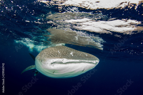 Whale Shark in Malpelo Island photo