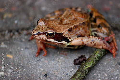 Close up on a frog