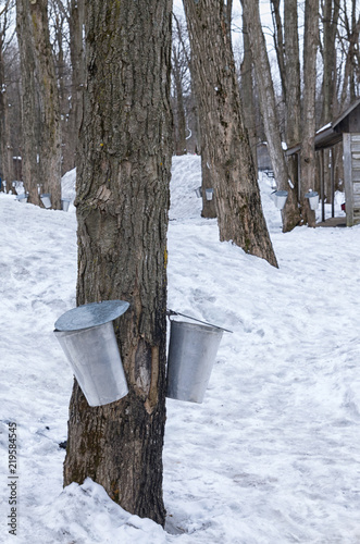 Harvest buckets at sugar shack