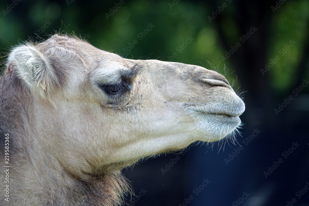 Obraz premium dromedary