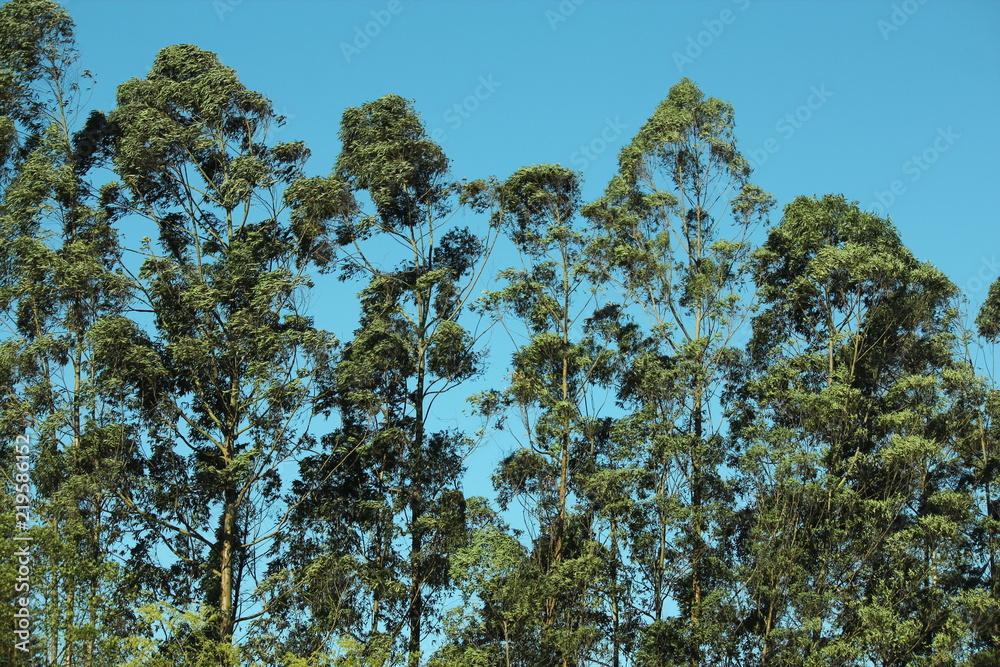 Fototapeta premium eucalyptus trees and sky blue