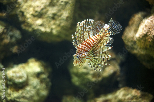 A beautiful colored Hawaiian turkeyfish also known as Hawaiian lionfish under the water