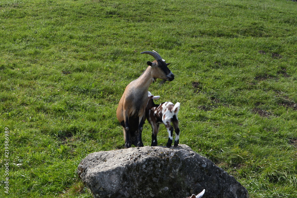 Ziegen in den Bergen