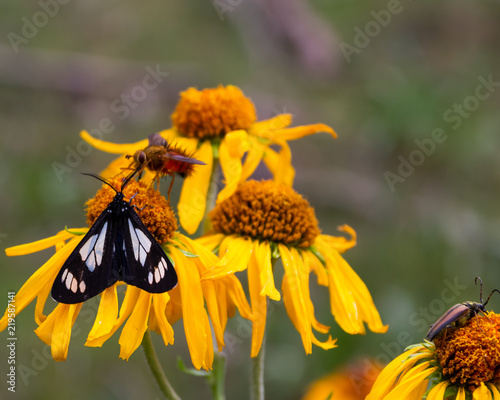 Wildflowers and Butterflies in NM