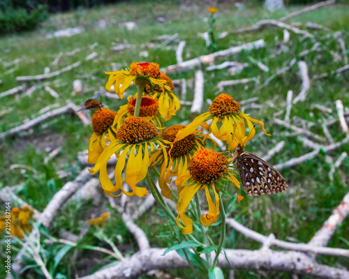 Wildflowers and Butterflies in NM
