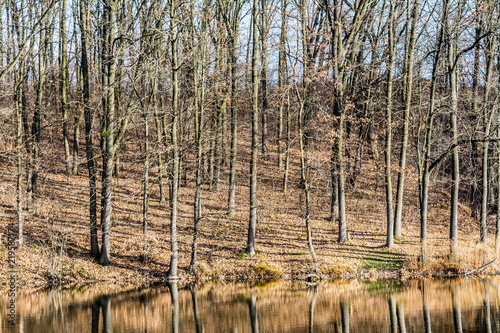 Oak autumn forest by the lake photo