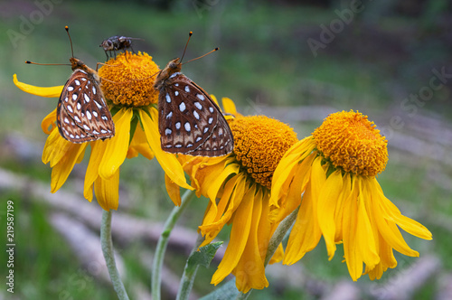 Wildflowers and Butterflies in NM