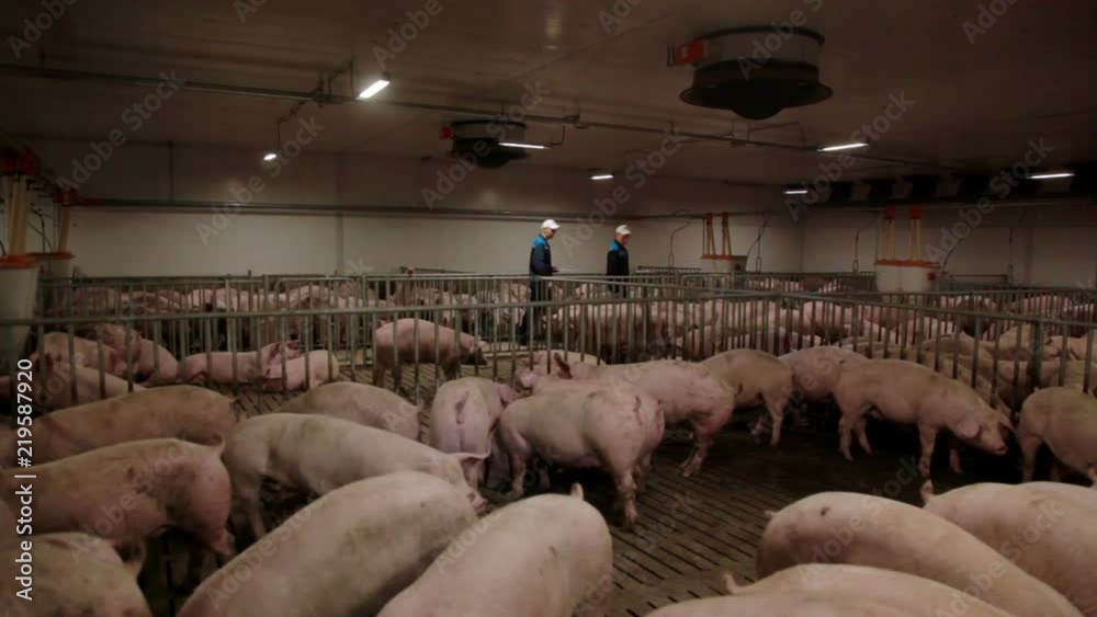 Pig farm workers examining pigs at a pig farm Intensive pig farming