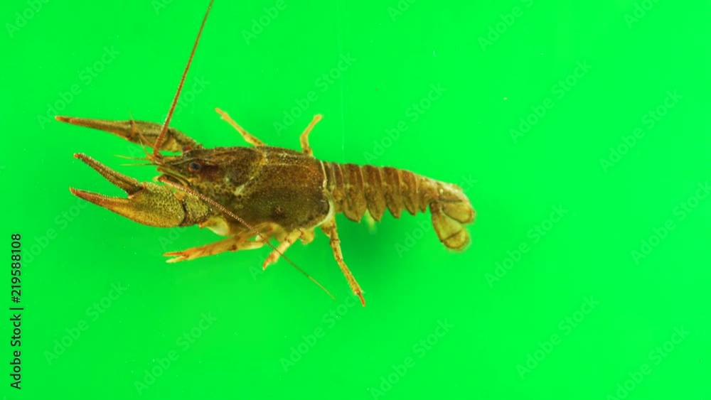 River cancer moves the claws green screen River cancer moves the claws green screen