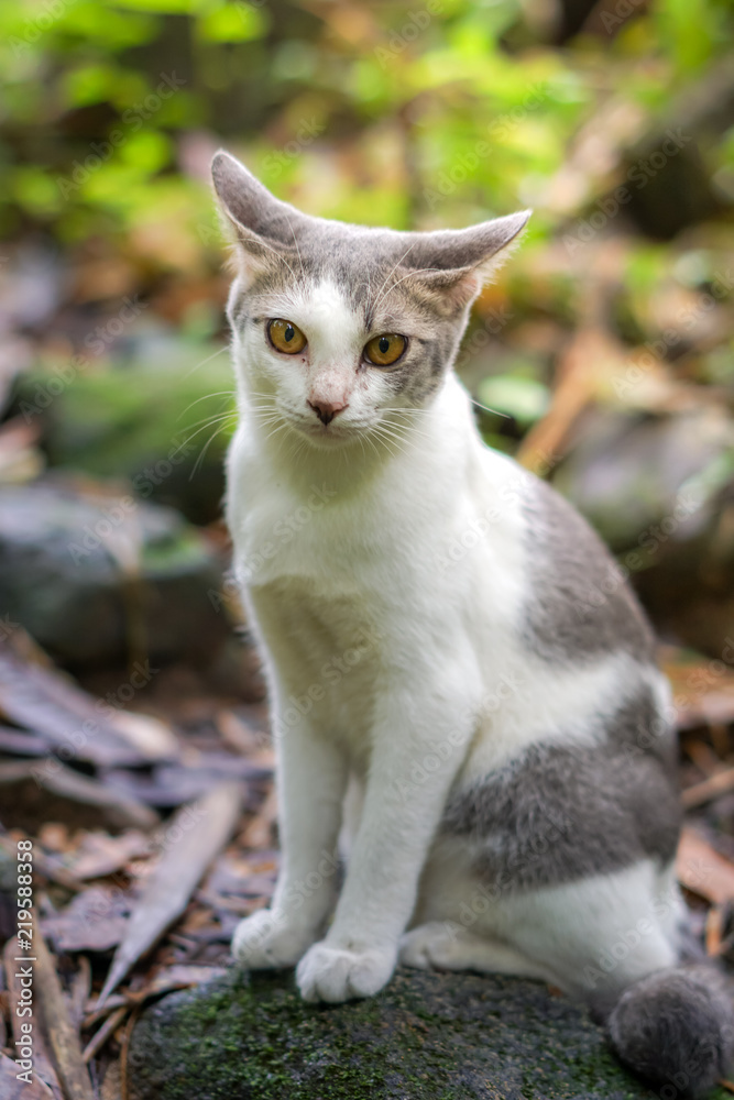 Cat pose portrait in forrest wild jungle
